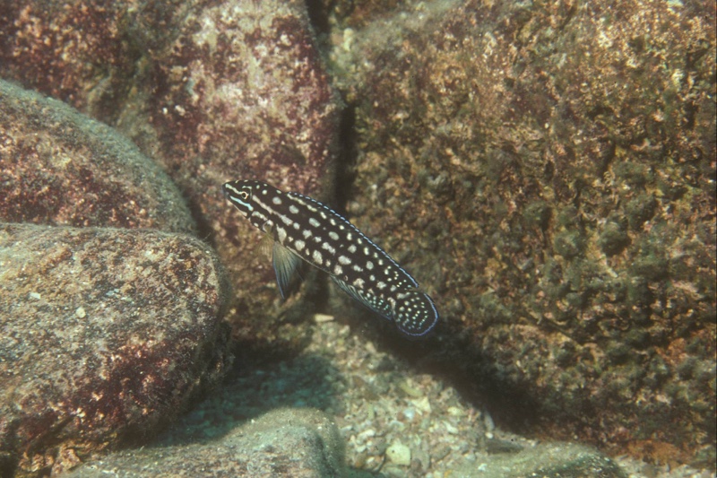 Julidochromis cf. marlieri 'Maleza Island'
